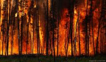 Zaproszenie do składania ofert "Usługa ochrony przeciwpożarowej lasów na terenie Nadleśnictwa Przemków w 2024 r."